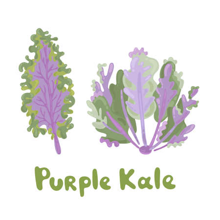 Purple kale cabbage icon on white background. Illustration with the vegetables for design food products. Purple kale for advertising farm products in a modern flat style. Lovely graphic designのイラスト素材
