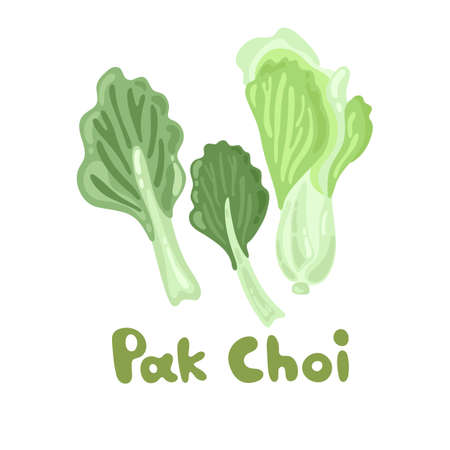 Pak Choi stock image. Stem Bok Chay. Chinese Cabbage. Vector illustration of a fresh pak choi isolated on a white background. Great for environmental articles, web design, dietary recommendationsのイラスト素材