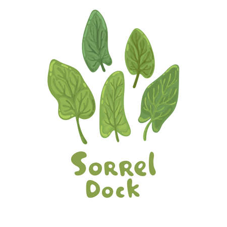 Sorrel leaves. Sorrel herb or dock plant. Fresh sorrel salad vegetable, green leaves icon. Decorative doodle flat style. Medical herbs for design, cosmetics, natural medicine, cooking, menu.のイラスト素材