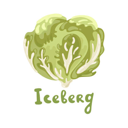 Iceberg lettuce. Vector organic cute food illustration. Good for teaching children the English alphabet with cartoon vegetables objects. Cabbage iceberg tasty vegetable icon, healthy food concept.のイラスト素材