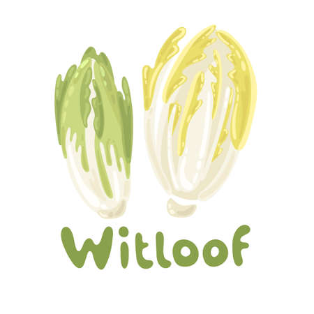 Healthy vegetable witloof chicory. Farm market product. Green salad leaves isolated on the white background. Vector illustration stock image, vegetable icon. Belgian endive pieceのイラスト素材