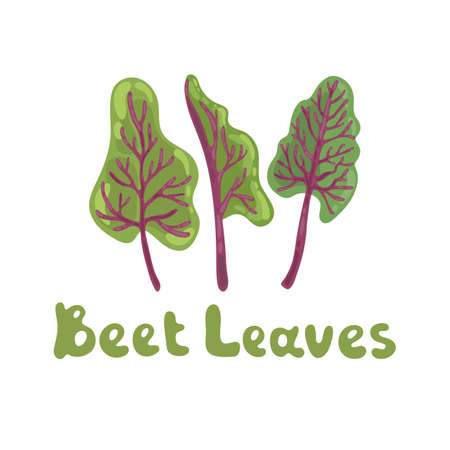 Beet leaves. Beet greens cute vector stock illustration. Fresh swiss chard leaves isolated on white. Botanical hand-drawn icon. Great for menu, farm product promotion, healthy food, culinary.のイラスト素材