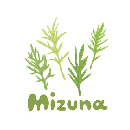 Mizuna. Japanese greens or spider mustard. Cultivated crop plant. Clipart with a hand-drawn title. Kyona herb illustration is great for cooking articles, web design, dietary recommendationsのイラスト素材