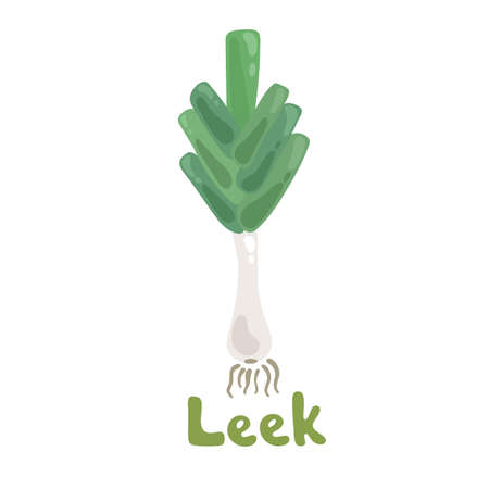 Vector leek. Kawaii cartoon leek. Vegetable illustration for farm market menu. Healthy food design. Leek onion icon, hand drawn doodle style, stock image. Green stem with leaves, salad ingredient.のイラスト素材