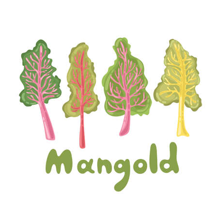 Mangold or Swiss chard illustration. Mangold leaves, healthy food vegetable. Lifestyle concept, culinary herb. Flat vector design, great for menu, farm product promotion, healthy food, culinary.のイラスト素材