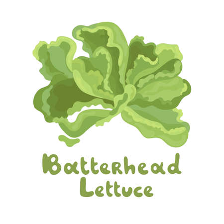 Butterhead vector icon. Cartoon vector image isolated on white background. Illustration with the inscription Butterhead Lettuce. Flat vector design. Great for menu, farm product promotion, culinary.のイラスト素材