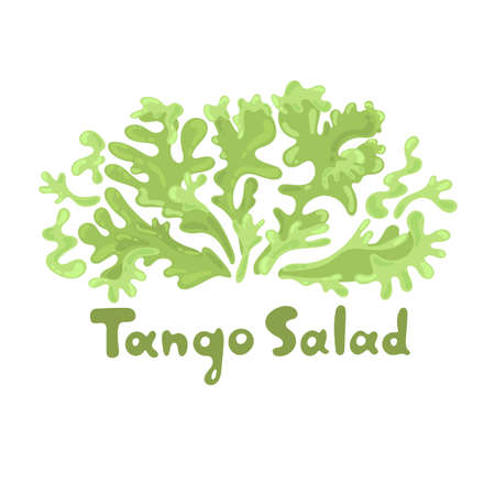 Tango salad. Leafy greens vegetables. Botanical flat cute icon. Hand-drawn popular types of salad. Great for cooking articles, web design, dietary recommendations, healthy food concept, culinaryのイラスト素材