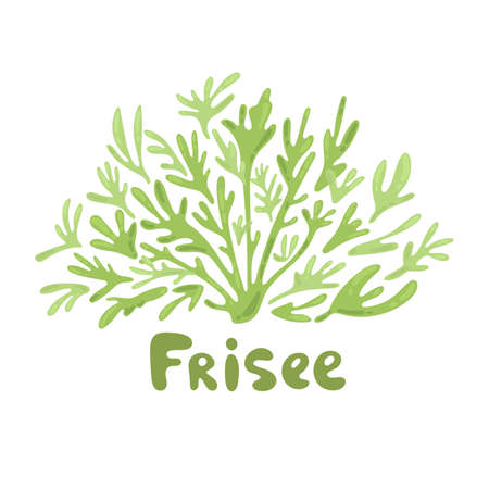 Frisee lettuce doodle icon. Cartoon frisee lettuce illustration. Frisee cute salad simple design. Salad leaves silhouettes. Modern style elements for recipe, cook book, menu design, label.のイラスト素材