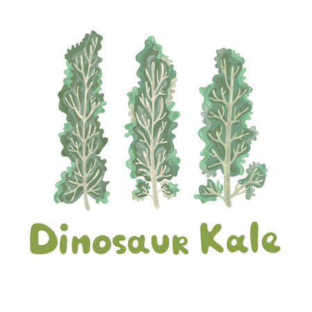Dinosaur kale. Healthy vector colorful food vegetable spice ingredient. Kale on white background. Elegant kale leaves. A decorative organic raw vegetable curly leaves. Edible plant cute pictureのイラスト素材