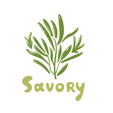 Savory herb cartoon vector illustration. Savory color icon for food ingredients. De Provence eco herbs and spices. Isolated spice object. Savory seasoning plant, culinary herbのイラスト素材