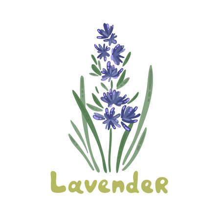 Lavender flowers, vector illustration clipart. Botanical illustration. Bunch of lavender flowers on a white background. Cartoon icon for menu design, packaging, cooking book, web design.のイラスト素材