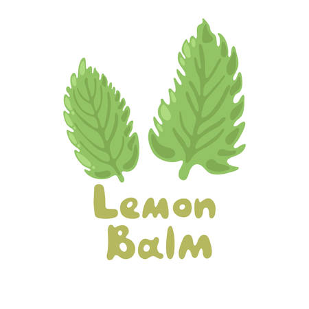Lemon Balm or Melissa officinalis. Green seasoning, medicinal herbs and spices. Harvest green raw lemon balm leaves. Medicinal plants lemon balm twigs on a white isolated background. Melissa plantのイラスト素材