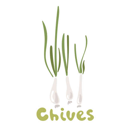 Chives isolated on a white background. Green fresh chives bunch. Allium schoenoprasum or garlic chives isolated on a white background. Take part in a salad. Playful design style, salad ingredientのイラスト素材