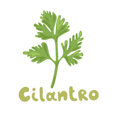 Cilantro isolated on white background. Vector green leaves cilantro clipart. Fragrant green herbs in cartoon simple flat style. Digital icon for web site page, mobile app, menu design, cooking bookのイラスト素材