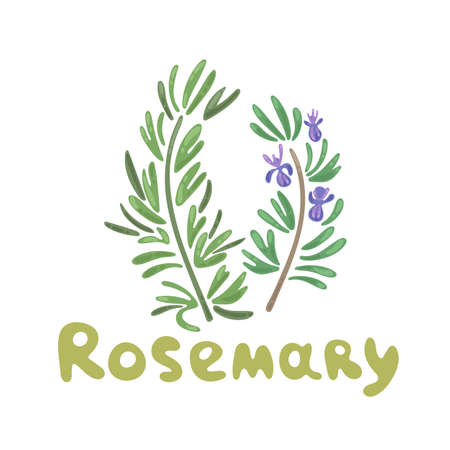 Rosemary sprigs. Rosemary herb and spice vector funny clipart illustration. Elegant drawings of rosemary plants with flowers. Botanical vector illustration, rosemary branch. Cute flat design styleのイラスト素材