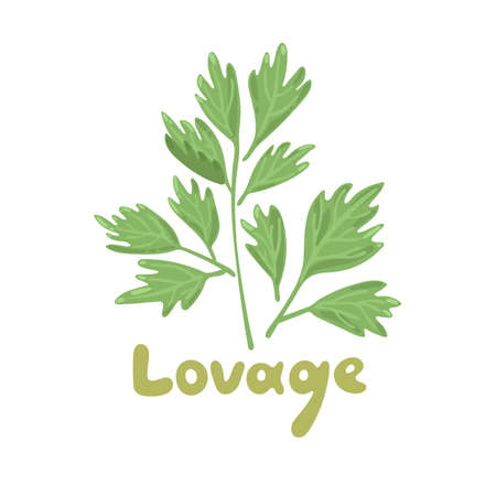 Lovage, levisticum officinale. Culinary and medicinal herb. Hand drawn botanical vector illustration. Playful design style, salad ingredient. Cute culinary herb icon. Isolated spice object.のイラスト素材