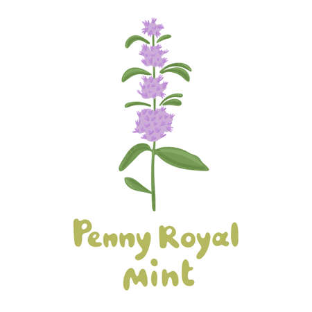 Pennyroyal mint. Blossom mint branch. Herb vector botanical icon. Medicinal plant illustration. Fresh mint isolated on a white background. Culinary herbs, cute lovely doodle icon. Playful design styleのイラスト素材