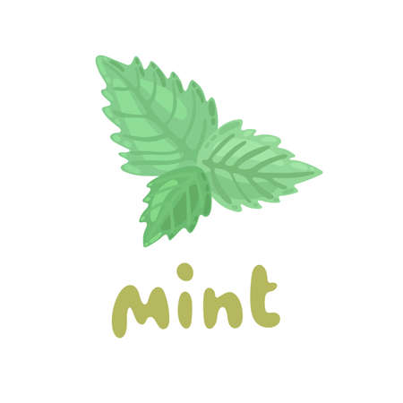 Mint icon. Culinary Herb. Cartoon fresh mint leaves on white background. Mint vector clipart illustration. Peppermint menthol leaves isolated on white background. Leaf herbal spearmint plant.のイラスト素材