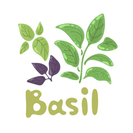 Green and purple basil leaves isolated on white background. Basil plant. Basil icon kawaii symbol design. Clip art herb, spice, Aromatic garden herb for cooking meats, stews, omelets, poultry, soups.のイラスト素材