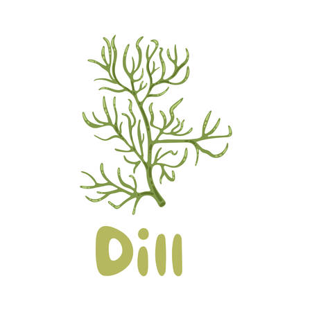 Dill, vector illustration. Isolated object of dill and greenery icon. Tasty and healthy spicy grass. For meat and vegetable dishes. Dill stock symbol for menu design, packaging, cooking book, web.のイラスト素材
