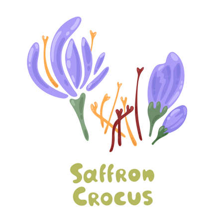 Crocus. Culinary herbs. Saffron flower isolated on white background. Dried spice saffron threads. Template for banner, poster, icon, packaging design, label. Vector cute illustration in flat style.のイラスト素材