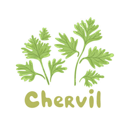 Chervil herb isolated on white background. Chervil branch with leaves. Herbal plants chervil or French parsley for seasoning in cooking. Herbal condiments and culinary flavorings. Salad ingredients.のイラスト素材