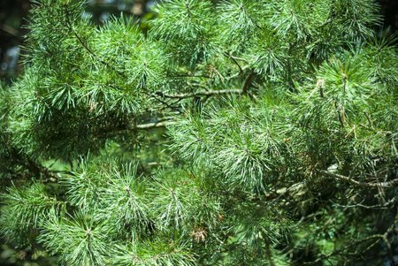 Pine branch in forestの写真素材