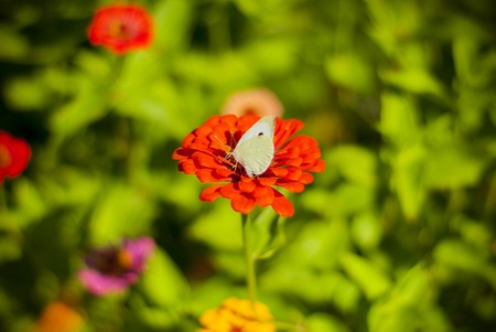 Image of beautiful baterfly on blured backgroundの写真素材