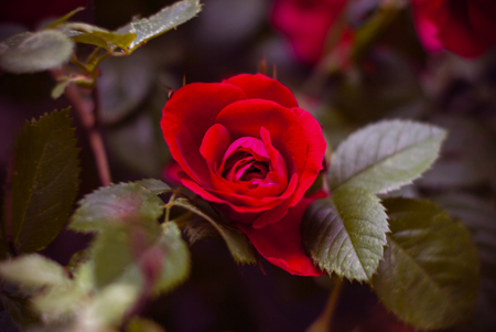 Beautiful fresh red roses in nature. Natural background, large inflorescence of roses on a garden bush.の写真素材