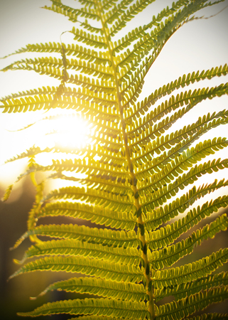 Fern leaves in the sun. The natural background.の写真素材