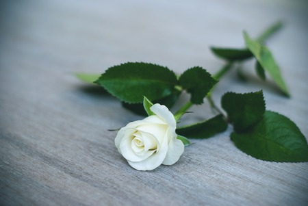 white rose on the table, cream rose, vignetteの写真素材