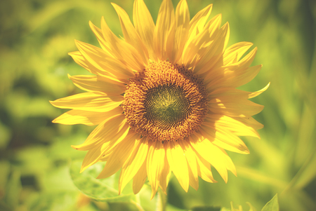 Beautiful sunflowers in the field natural background, Sunflower bloomingの写真素材