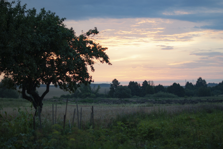 Beautiful evening landscape, purple-blue sky, lonely apple tree in grass meadow, pink lightの写真素材