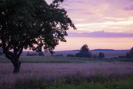 Beautiful evening landscape, purple-blue sky, lonely apple tree in grass meadow, pink lightの写真素材