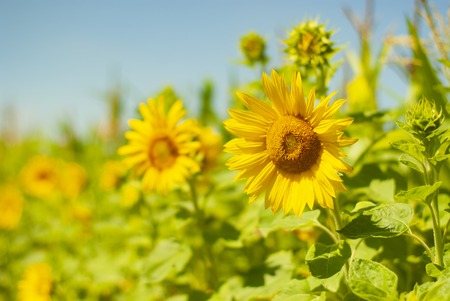 Field of sunflowers . Close up of sunflower against a field in Europeの写真素材