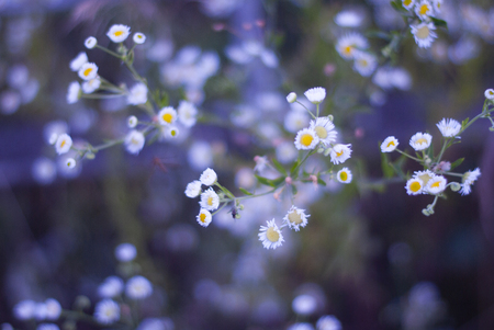 Medicinal chamomile officinalis plant. White daisy field.の写真素材