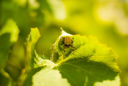 The big thick spider sits on green grape leaf