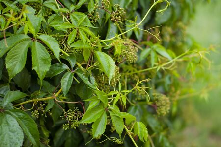 Virginia creeper Parthenocissus quinquefolia var. murorum in the summer gardenの写真素材