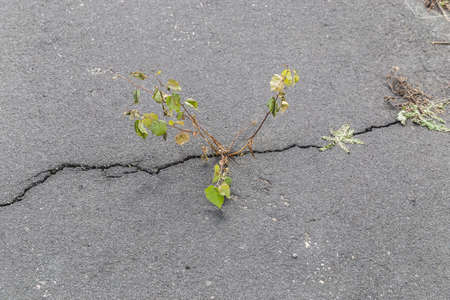 Life finds its way