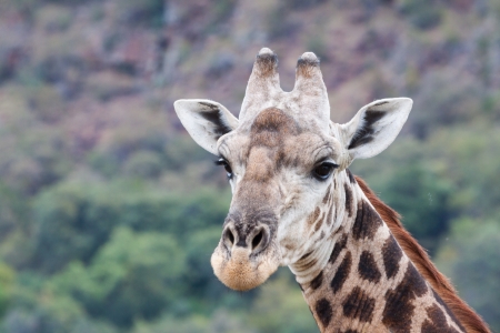 Giraffe Portaitの写真素材