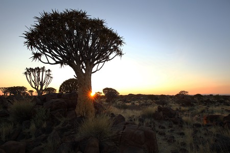Quiver Tree at Sunsetの写真素材