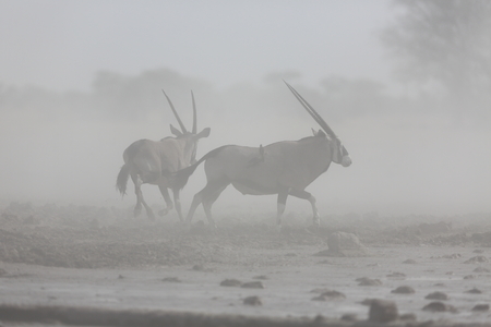 Oryx in the dustの写真素材