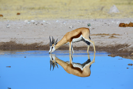 Springbok Reflectionの写真素材