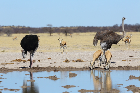 Ostriches and springbok at the waterholeの写真素材