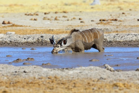 Kudu Drinking muddy waterの写真素材
