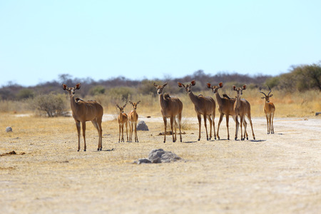 Kudu\\の写真素材