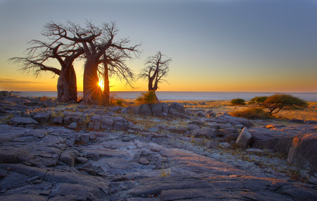 Baobabs at sunriseの写真素材