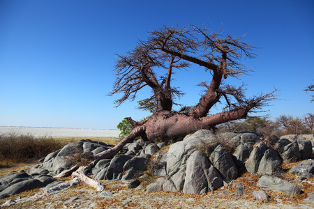 The great survivorの写真素材