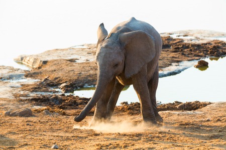 Young elephant playingの写真素材