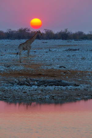 Giraffe at sunset in Etosha NPの写真素材